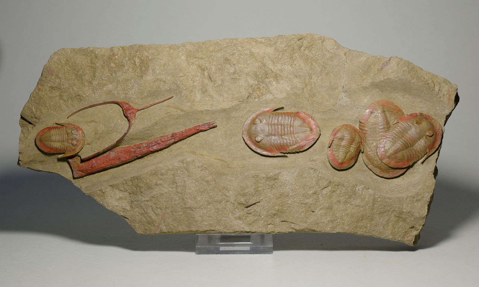 Asaphellus fezouatensis and Ampyx priscus trilobites - 5