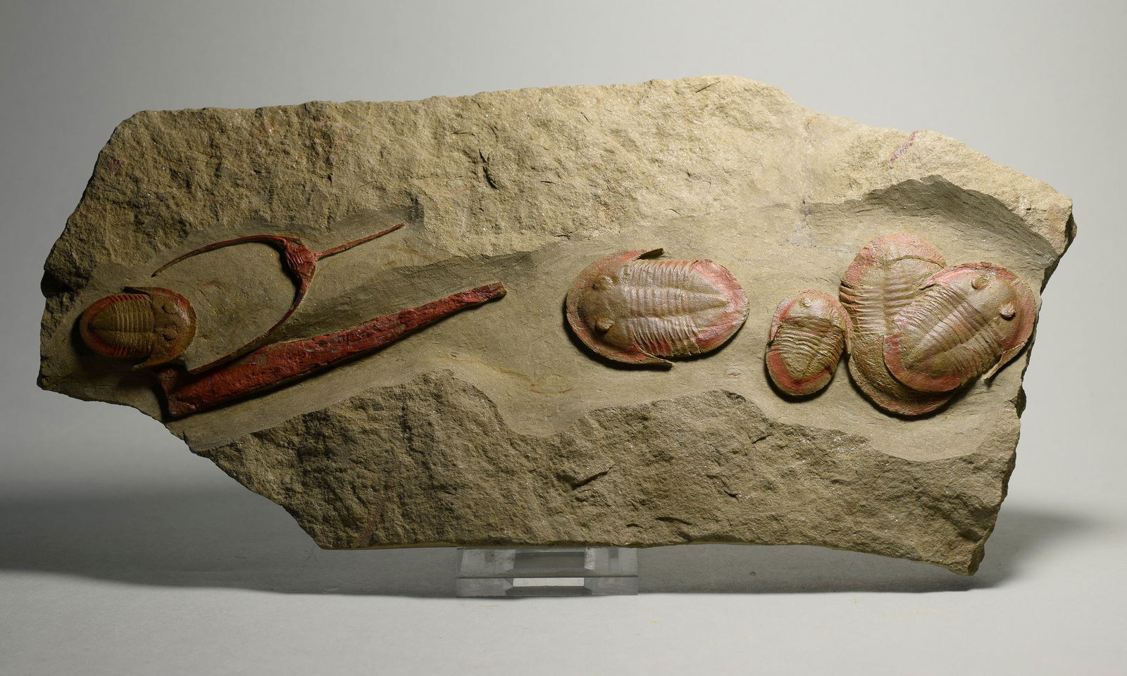 Asaphellus fezouatensis and Ampyx priscus trilobites - 6