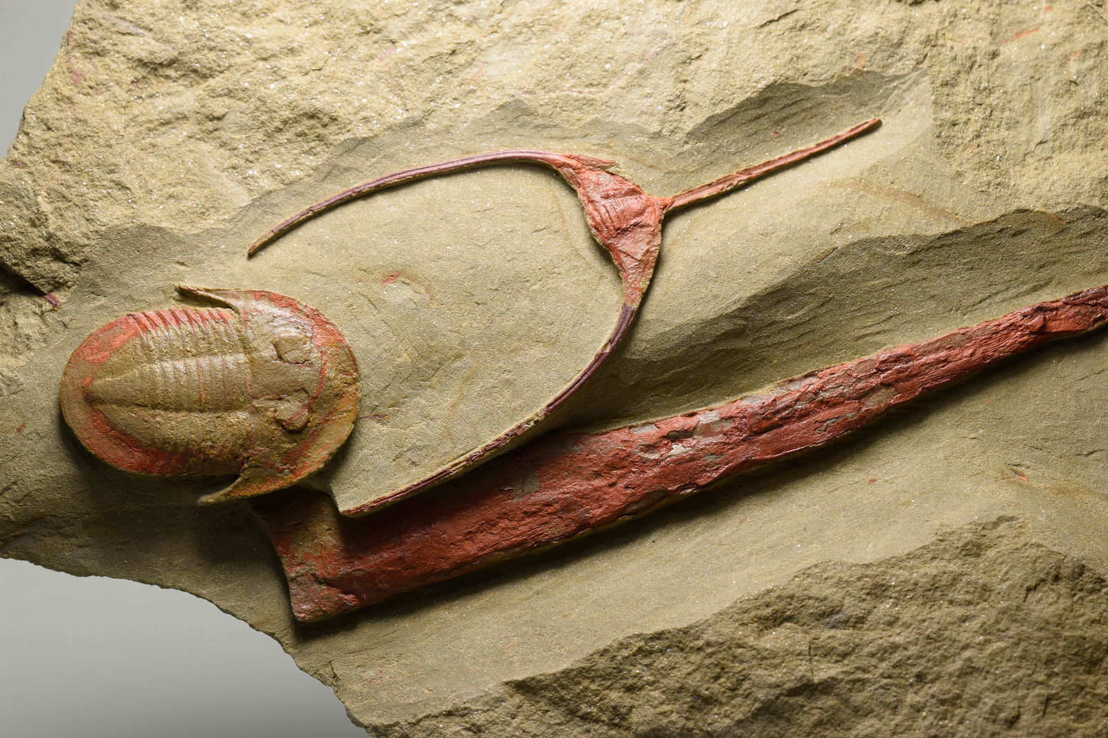 Asaphellus fezouatensis and Ampyx priscus trilobites - 7