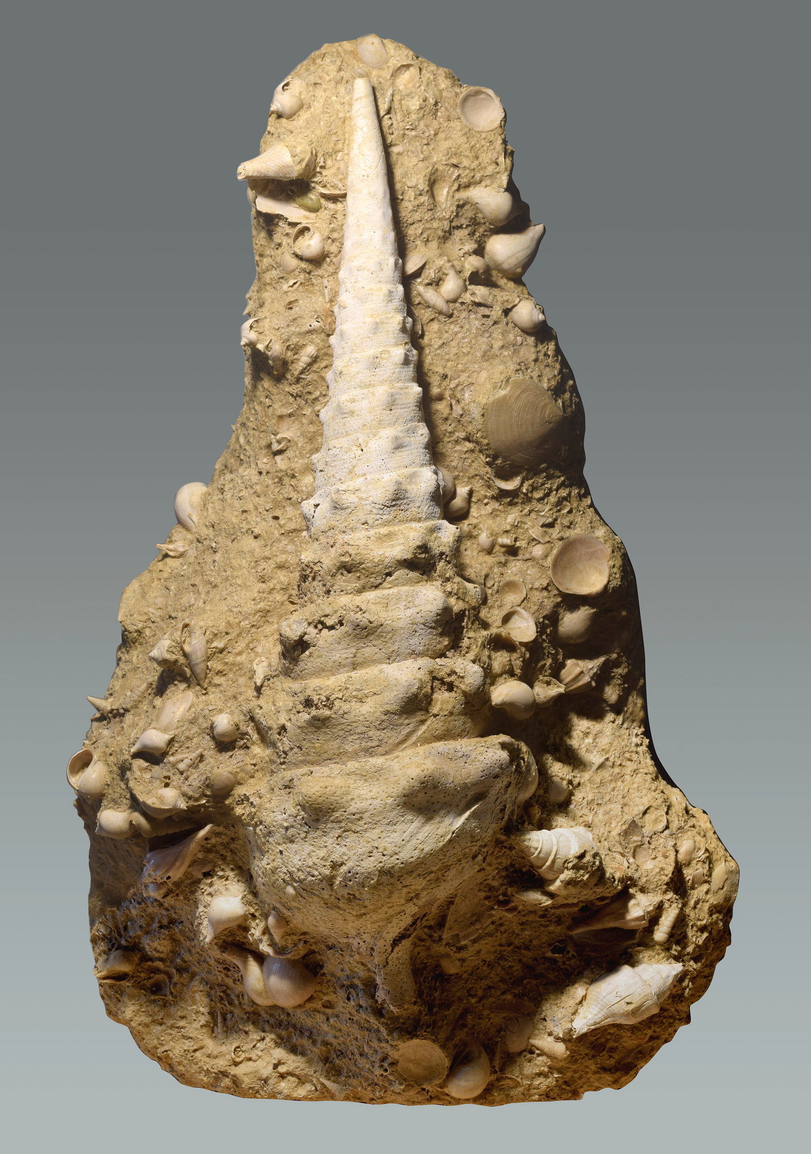Superb "fossil graveyard" with a Campanile giganteum: Title: Superb "fossil graveyard" with a Campanile giganteumOrigin: FranceSize: c. 44 cm long gastropodDescription: Species: Campanile giganteum and other species Age: Eocene, Lutetian Locality:
