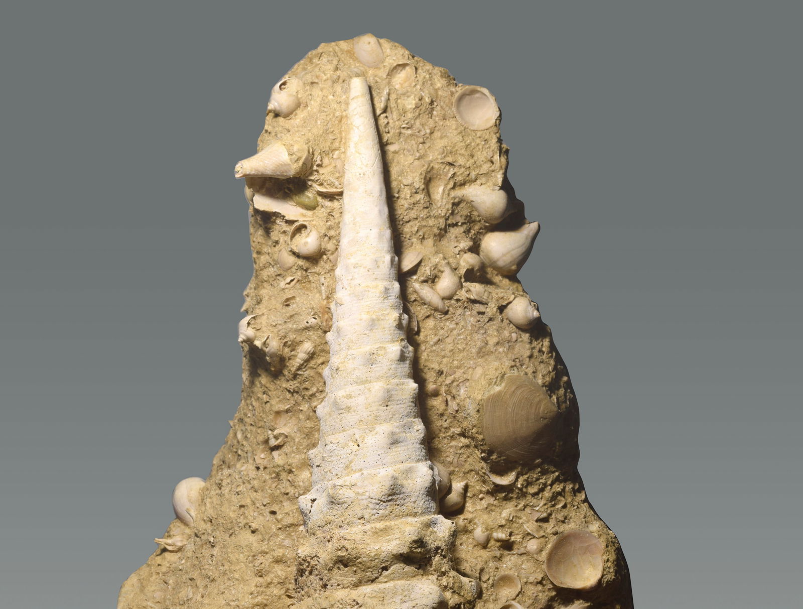 Superb "fossil graveyard" with a Campanile giganteum - 2