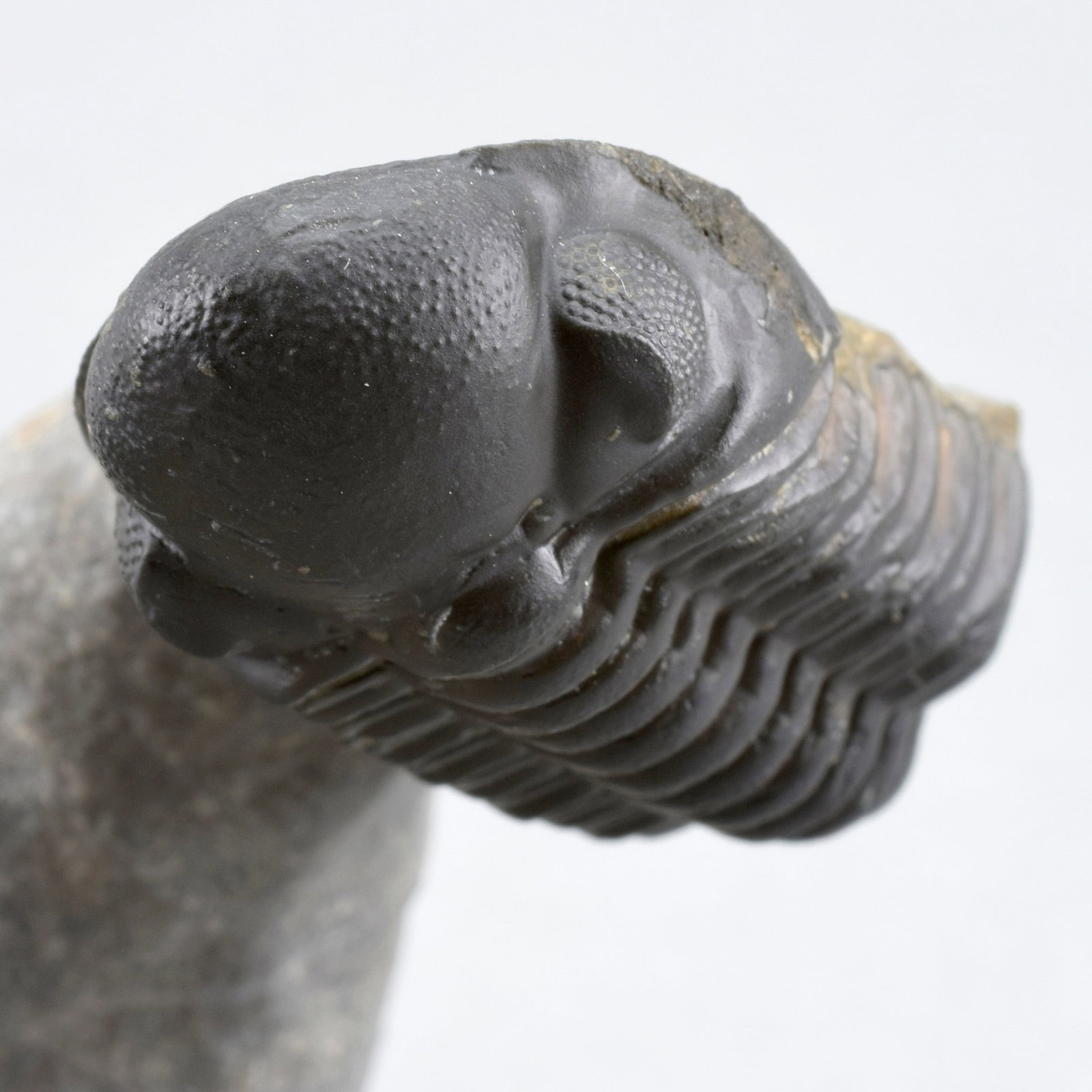 Fine trilobite combo - Crotalocephalina gr. gibbus and Phacopid - 11