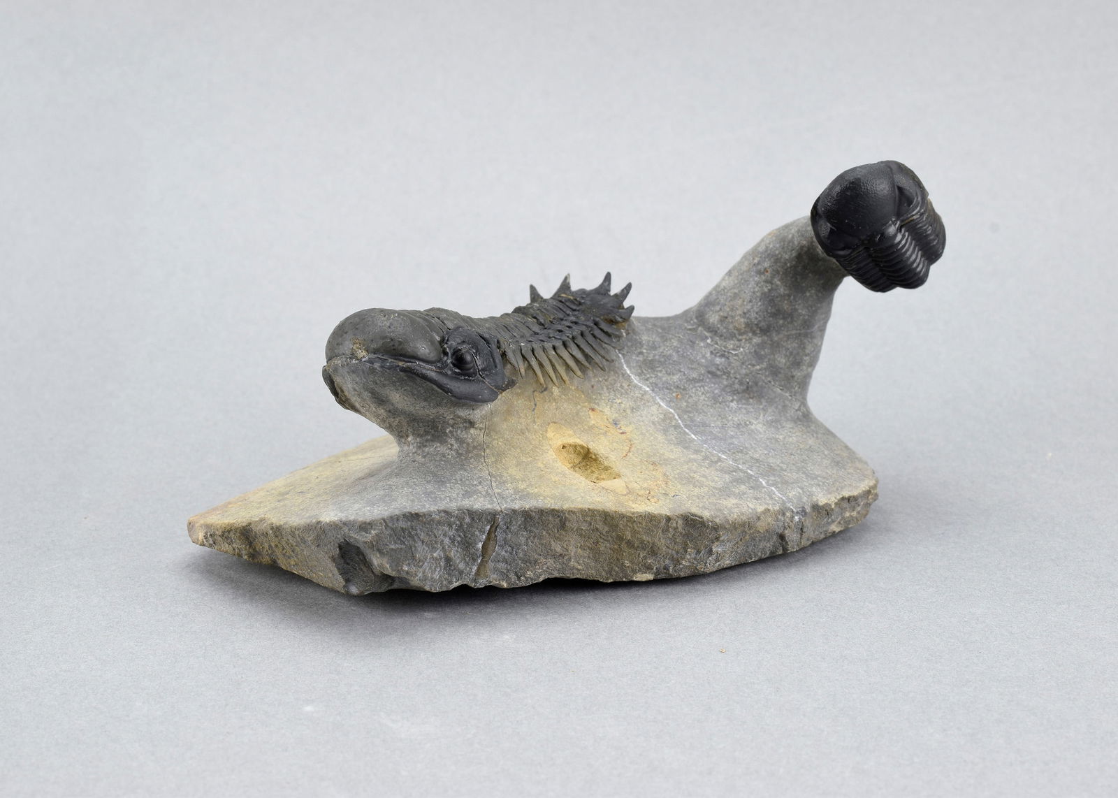 Fine trilobite combo - Crotalocephalina gr. gibbus and Phacopid - 2