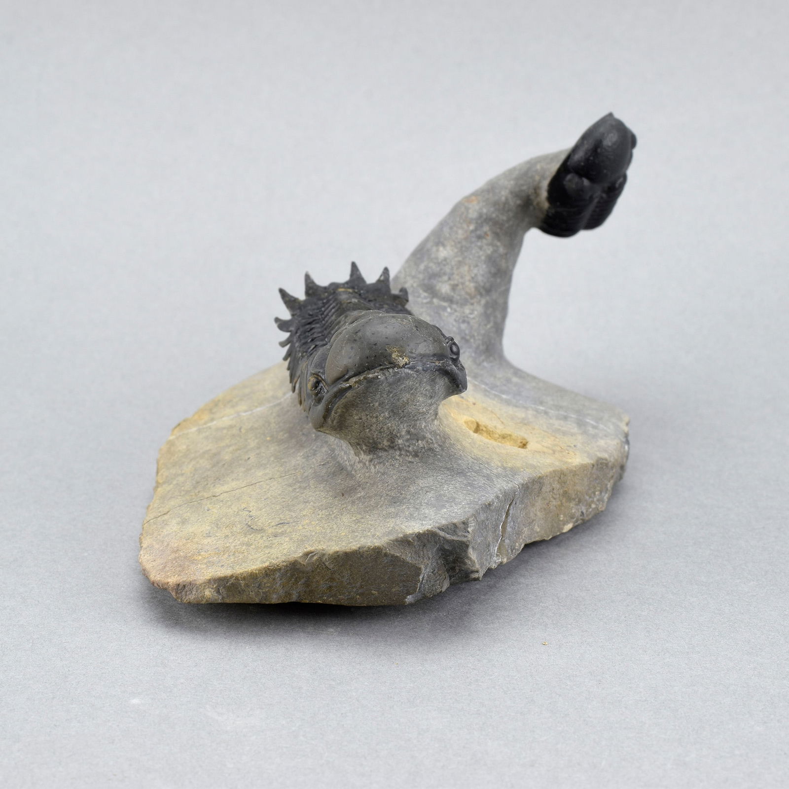 Fine trilobite combo - Crotalocephalina gr. gibbus and Phacopid - 3