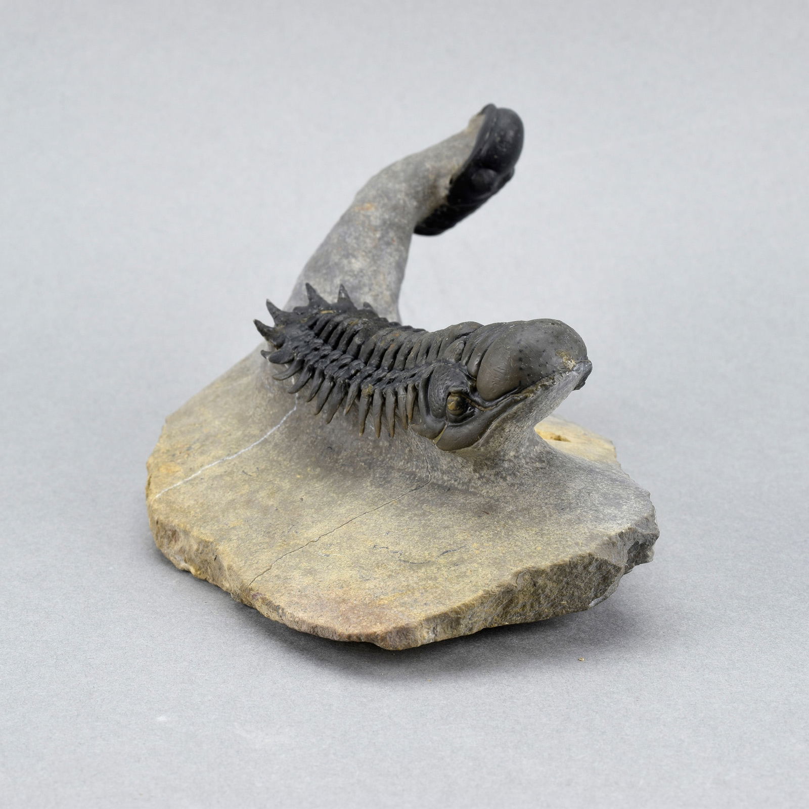 Fine trilobite combo - Crotalocephalina gr. gibbus and Phacopid - 4