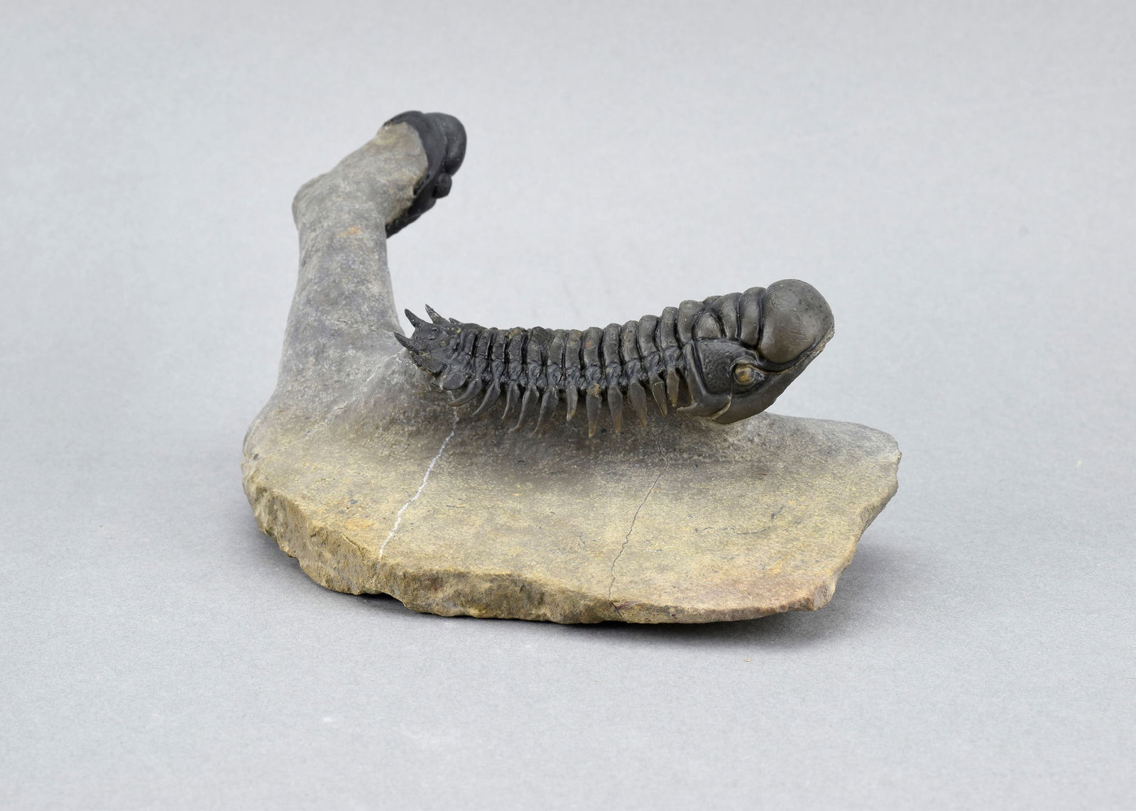 Fine trilobite combo - Crotalocephalina gr. gibbus and Phacopid - 5