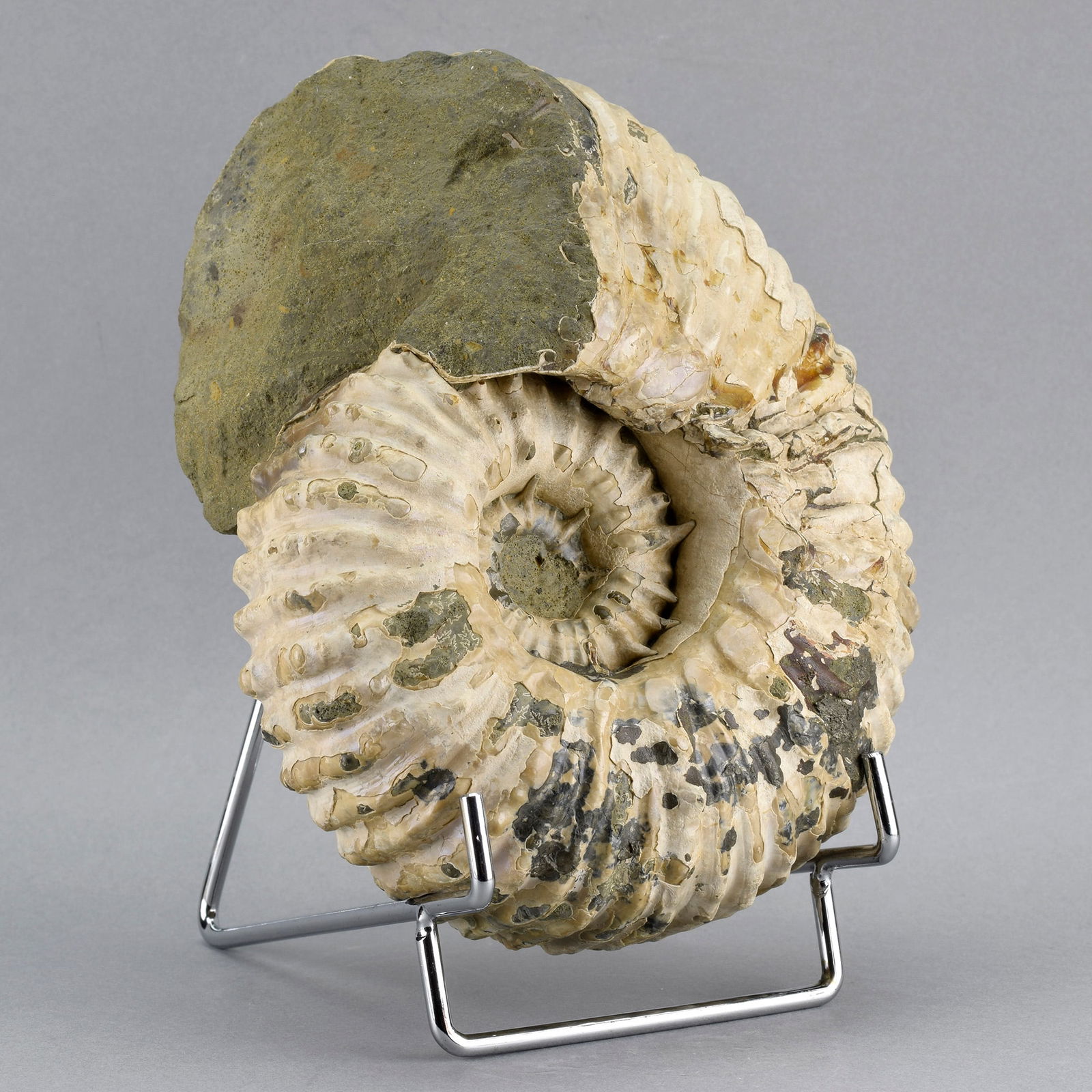 Fine 16.5 cm ammonite Douvilleiceras mammillatum - 2