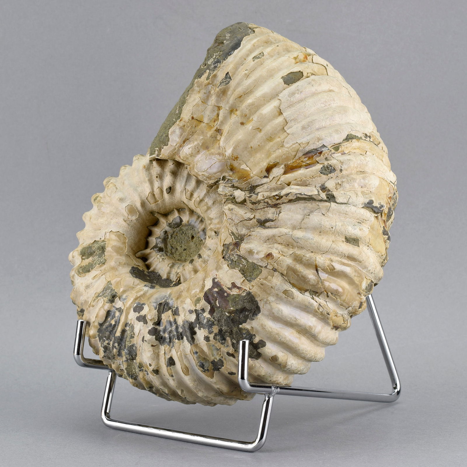 Fine 16.5 cm ammonite Douvilleiceras mammillatum - 4