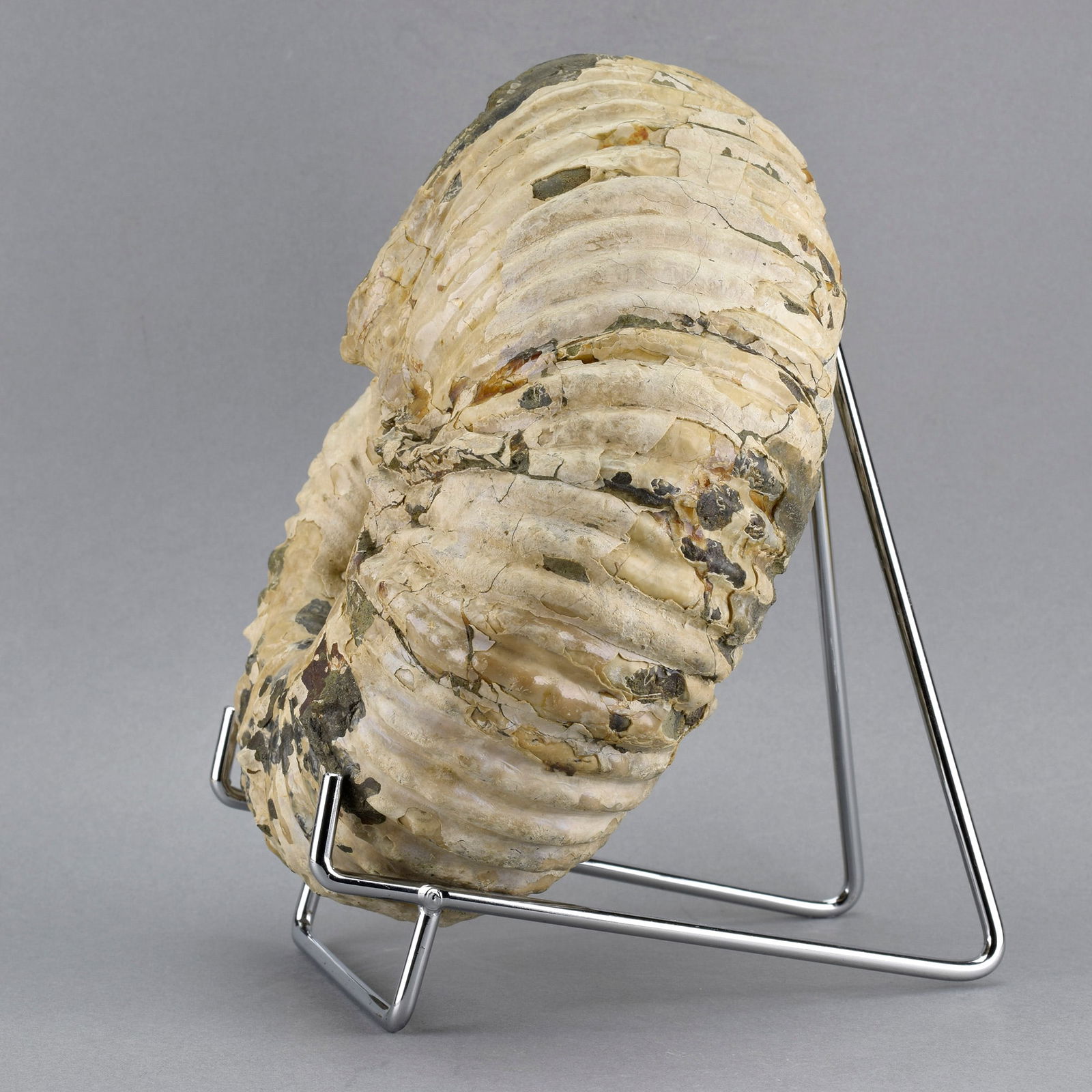 Fine 16.5 cm ammonite Douvilleiceras mammillatum - 5