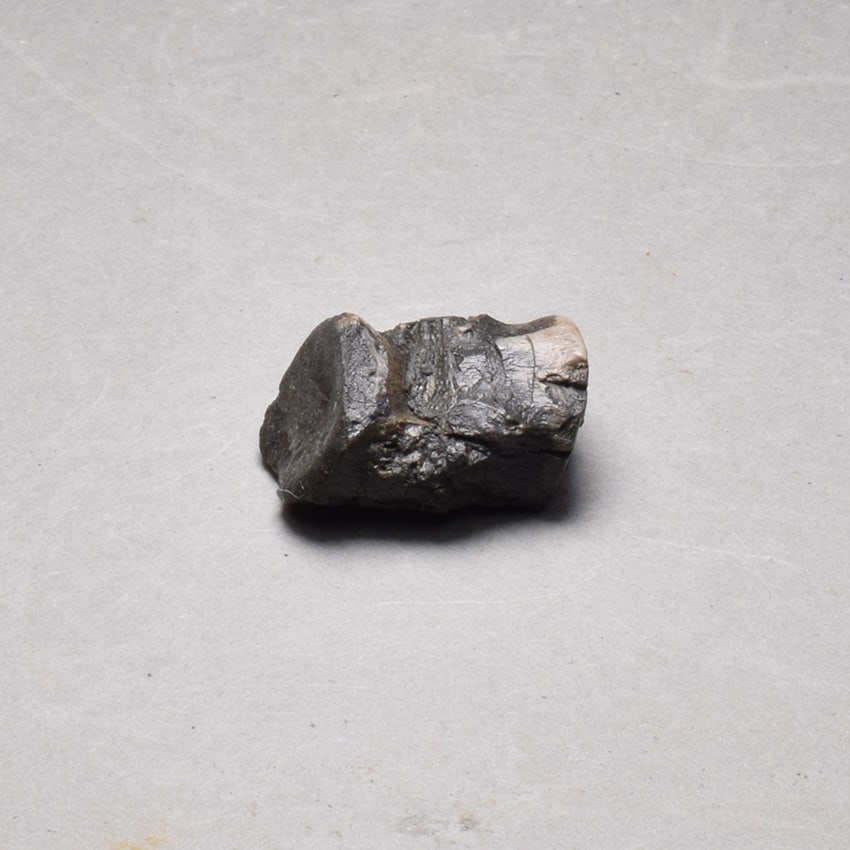 Collection of seven "bonebed" fossils - 12