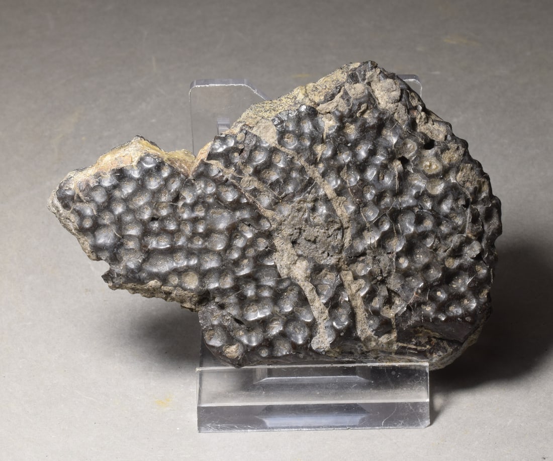 Collection of seven "bonebed" fossils - 16