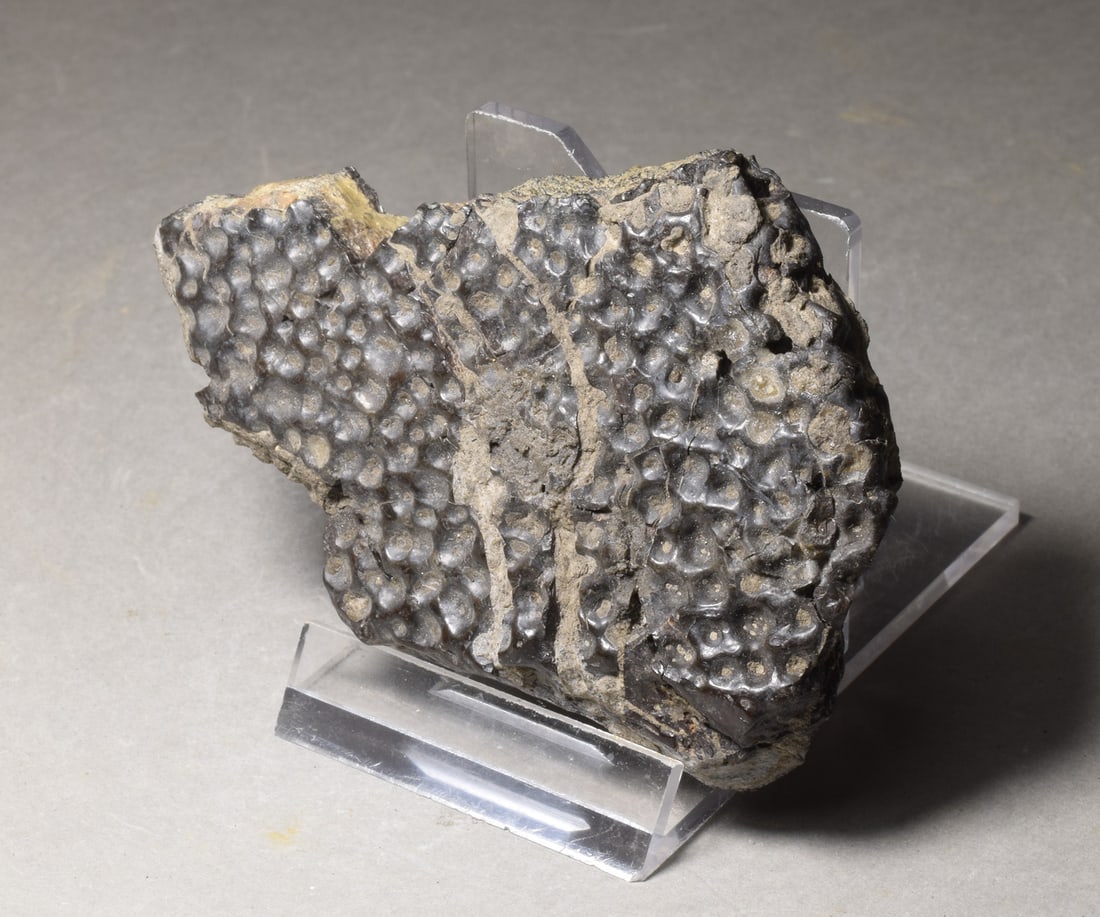 Collection of seven "bonebed" fossils - 18