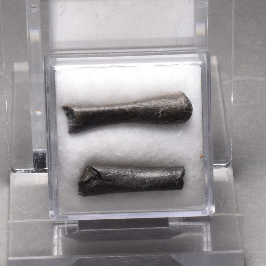 Collection of seven "bonebed" fossils - 20