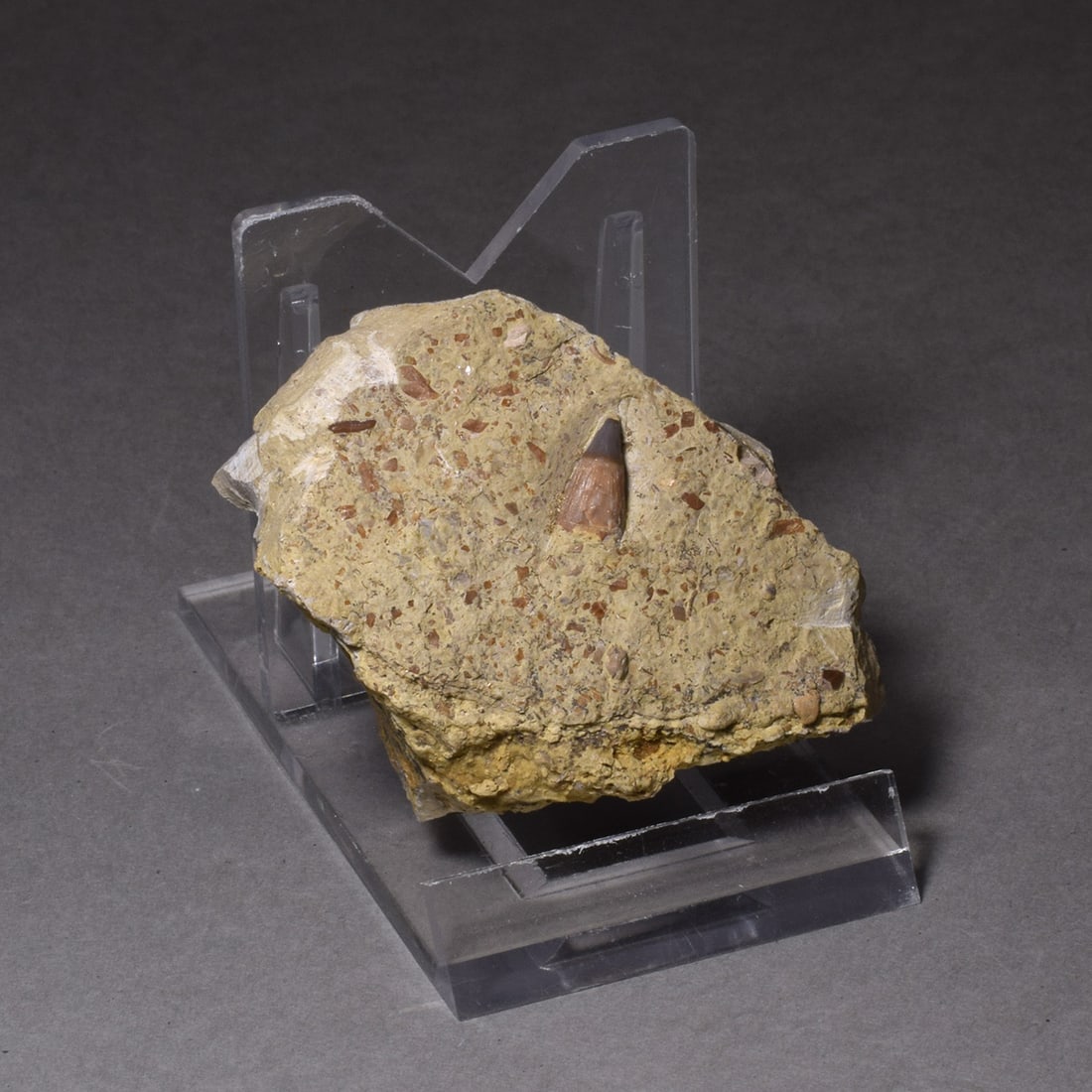 Collection of seven "bonebed" fossils - 2