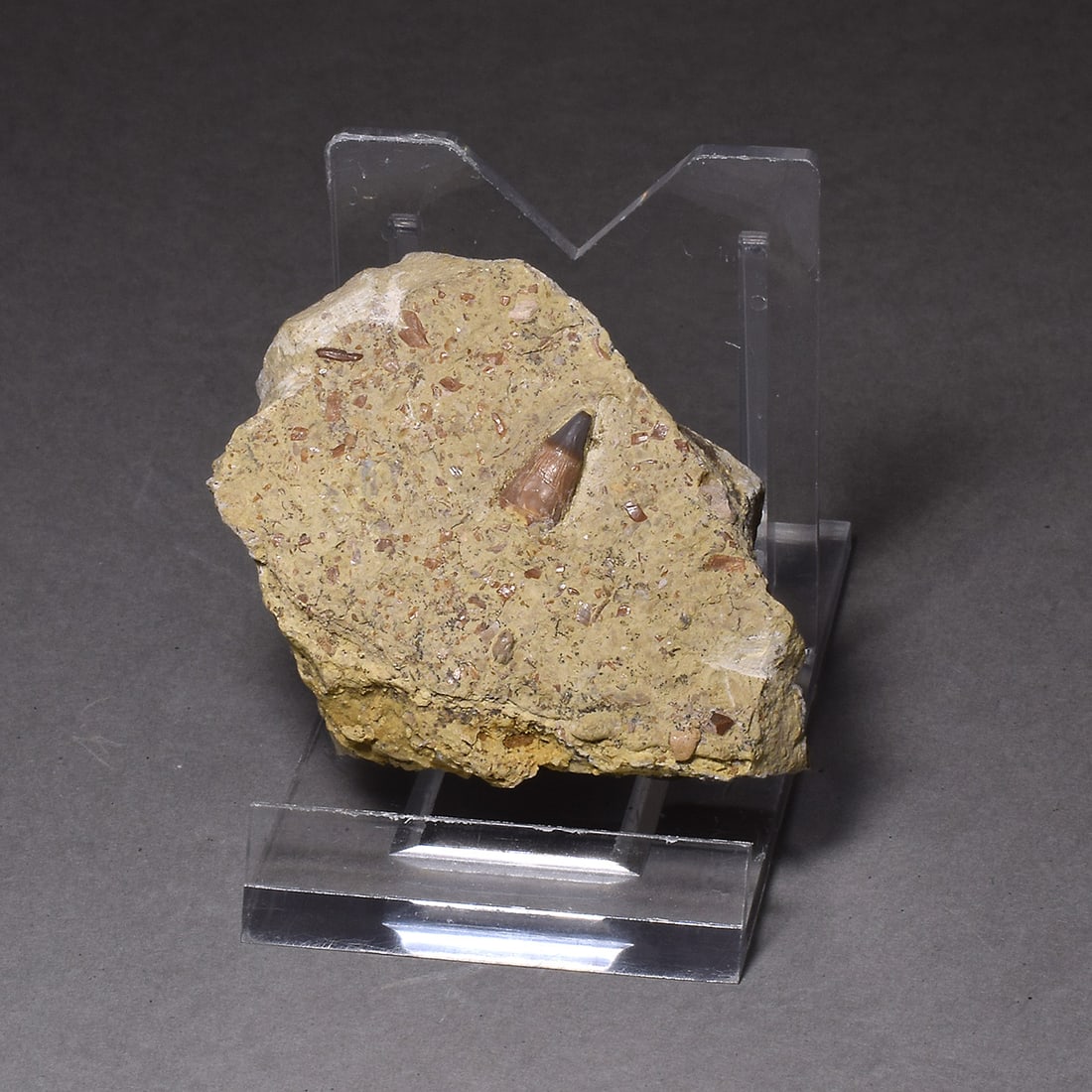 Collection of seven "bonebed" fossils - 3