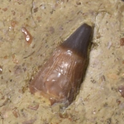 Collection of seven "bonebed" fossils - 4