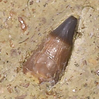 Collection of seven "bonebed" fossils - 5