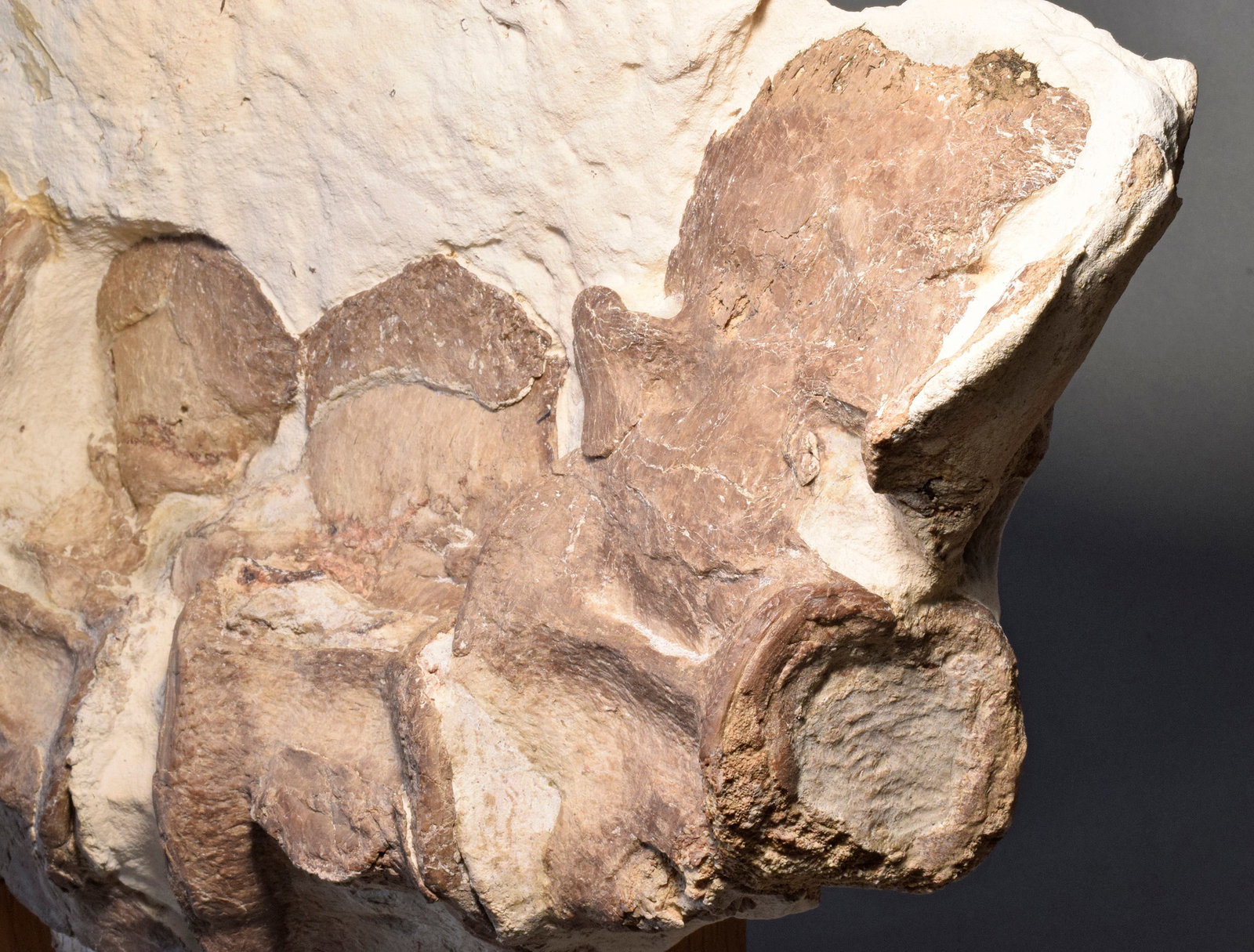 Set of five Sauropterygia vertebrae - 11