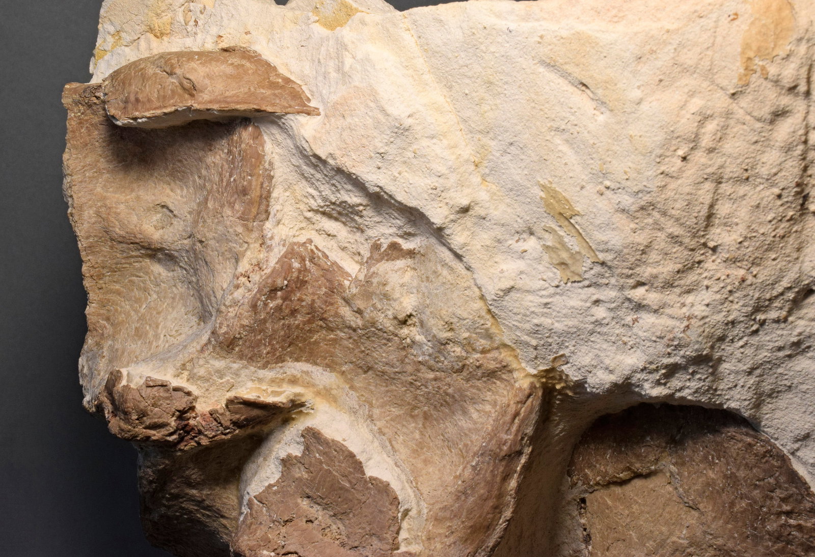 Set of five Sauropterygia vertebrae - 14