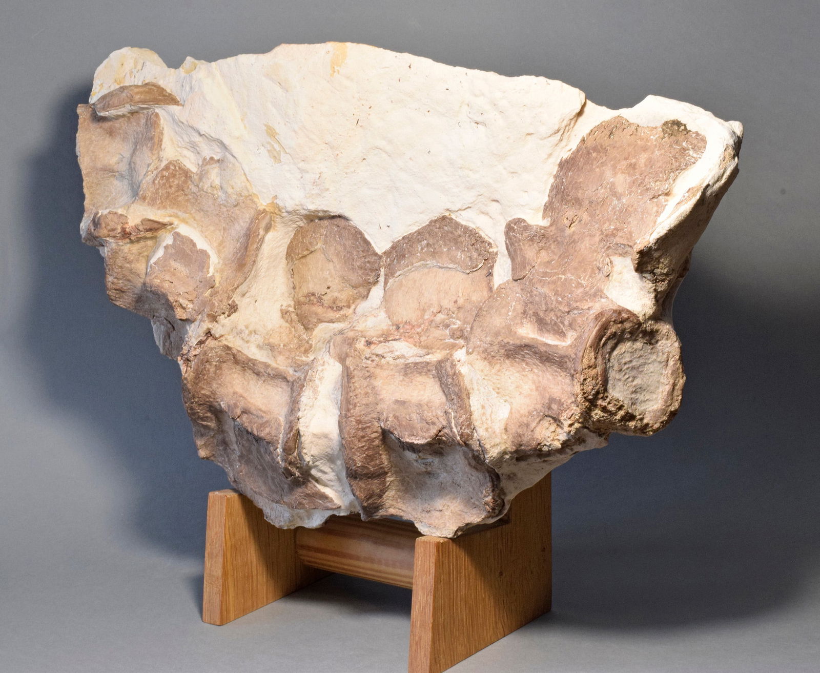 Set of five Sauropterygia vertebrae - 2