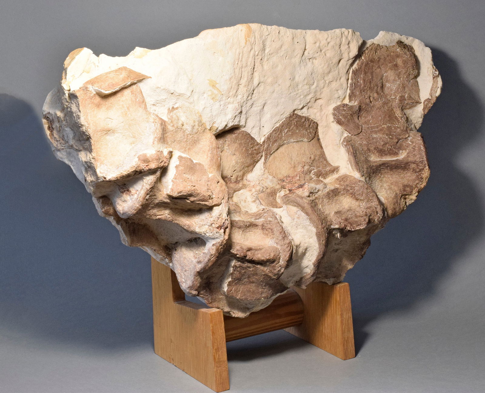 Set of five Sauropterygia vertebrae - 3