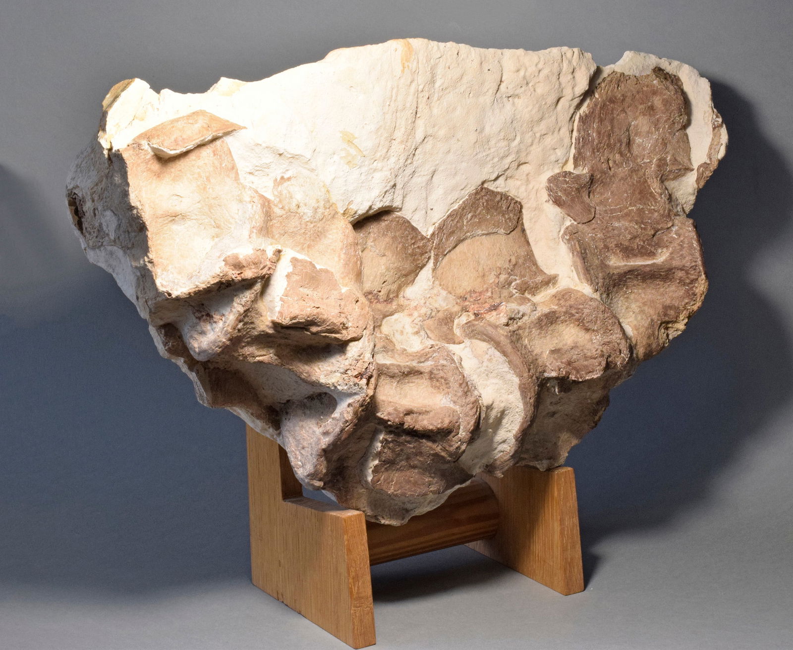 Set of five Sauropterygia vertebrae - 4