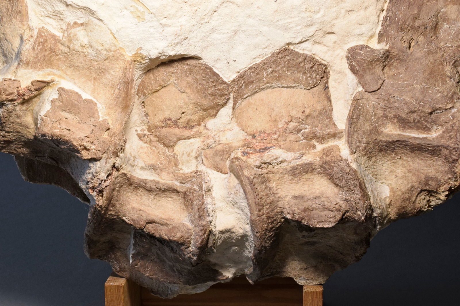 Set of five Sauropterygia vertebrae - 5