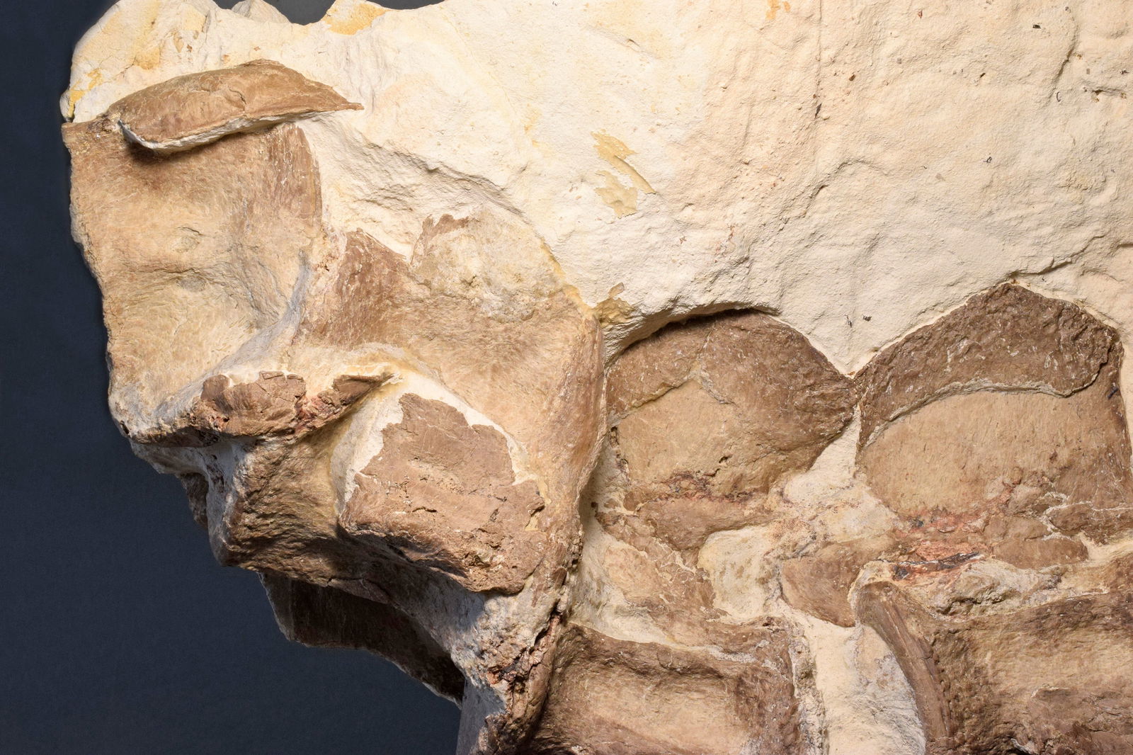 Set of five Sauropterygia vertebrae - 6