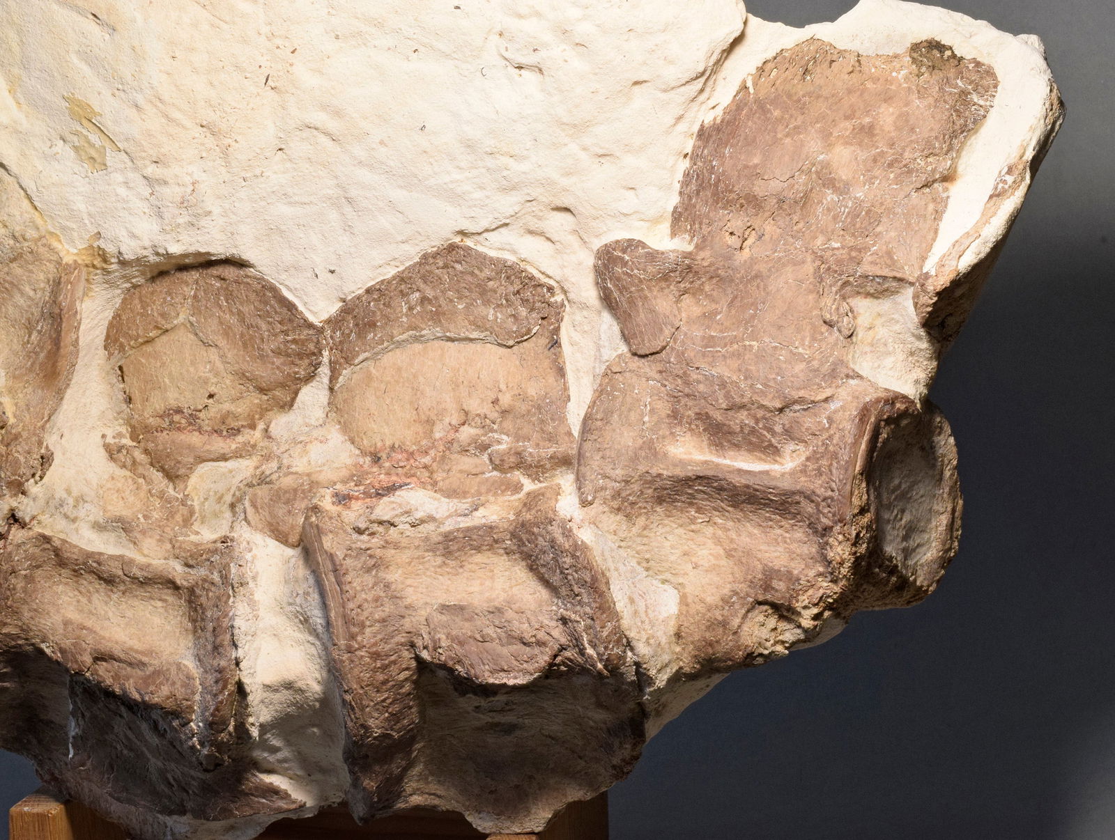 Set of five Sauropterygia vertebrae - 7