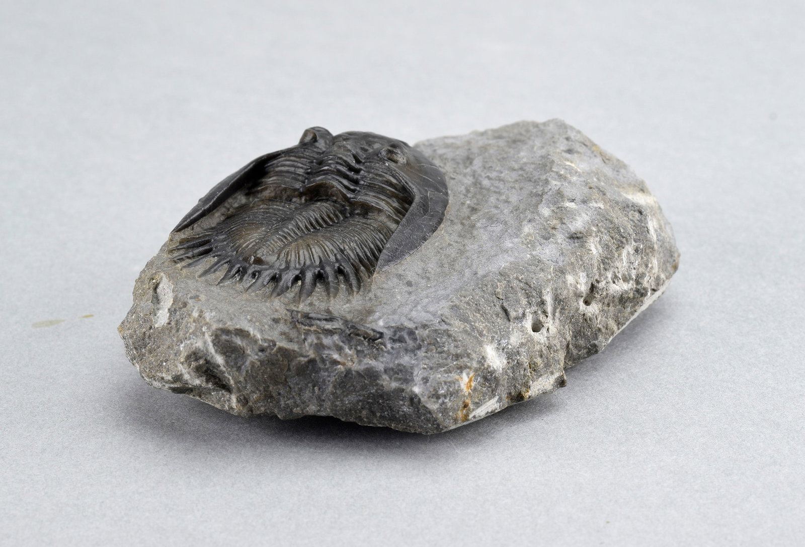 Gorgeous Mrakibina cattoi - 10