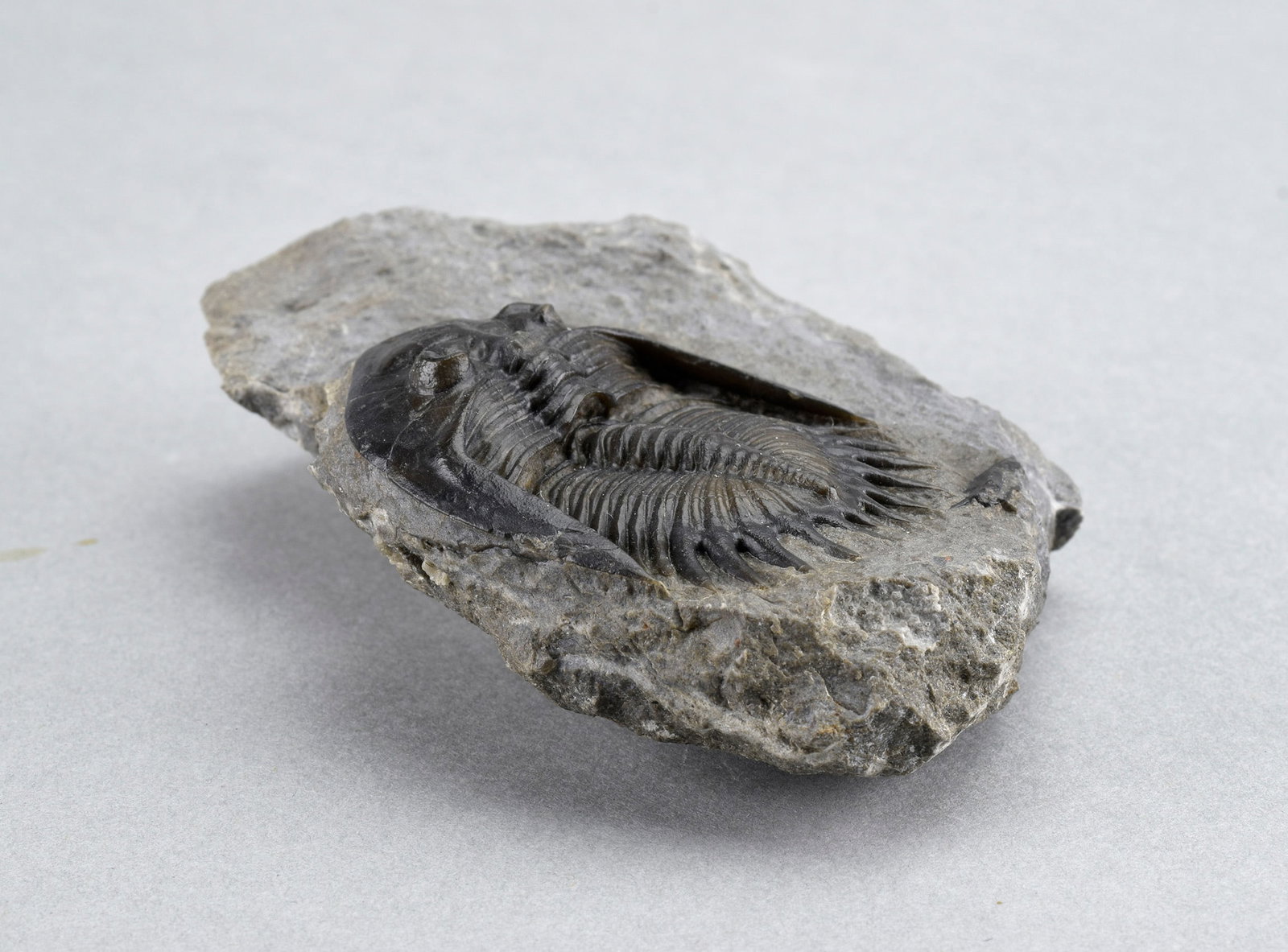 Gorgeous Mrakibina cattoi - 12