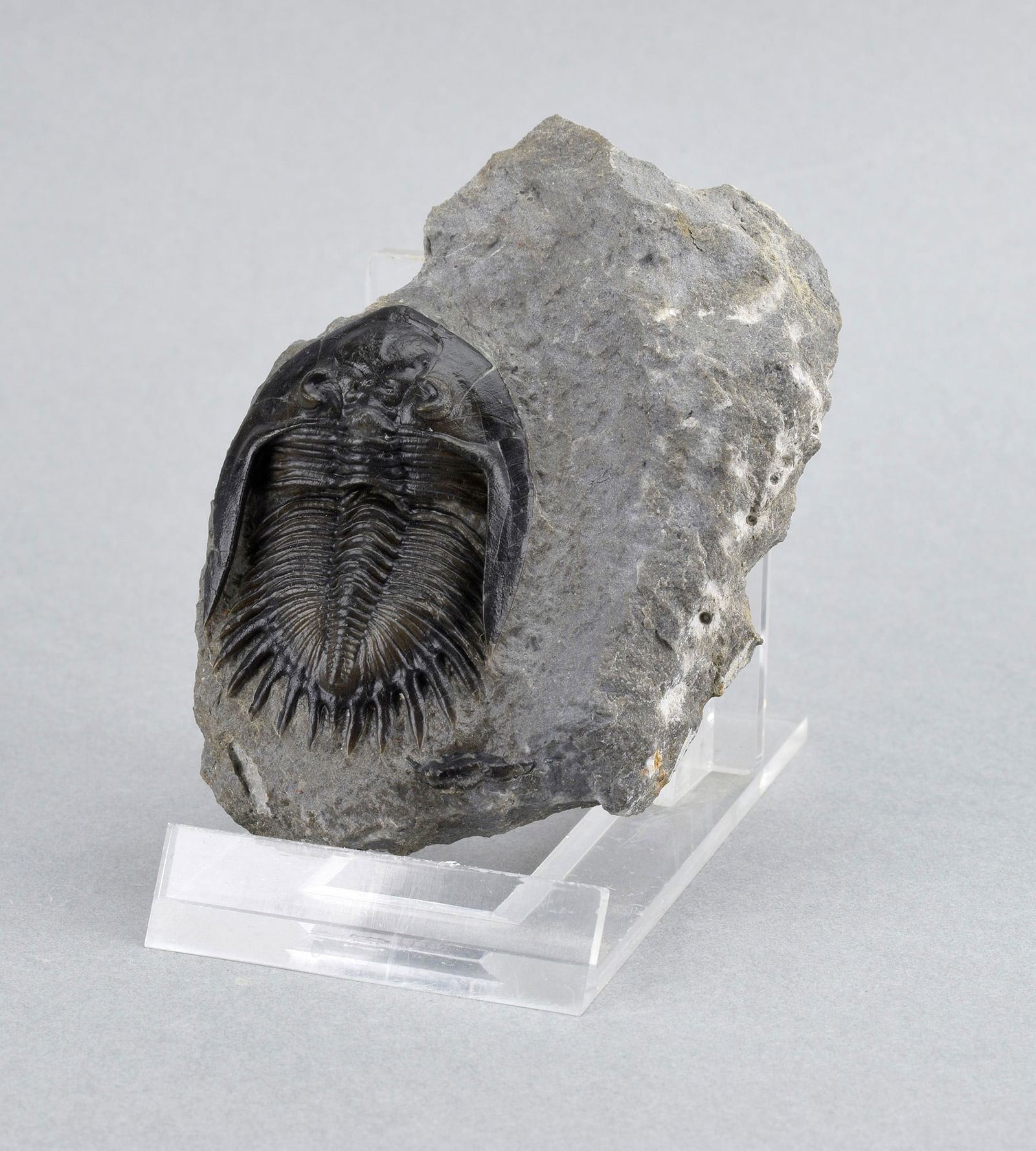 Gorgeous Mrakibina cattoi - 3