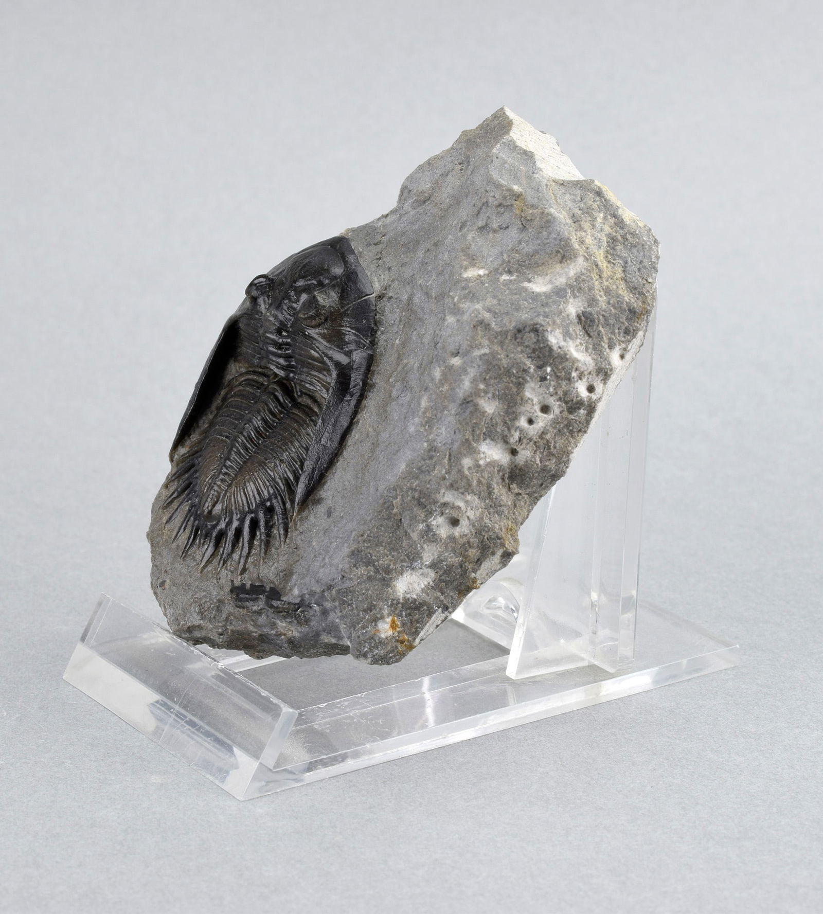 Gorgeous Mrakibina cattoi - 4