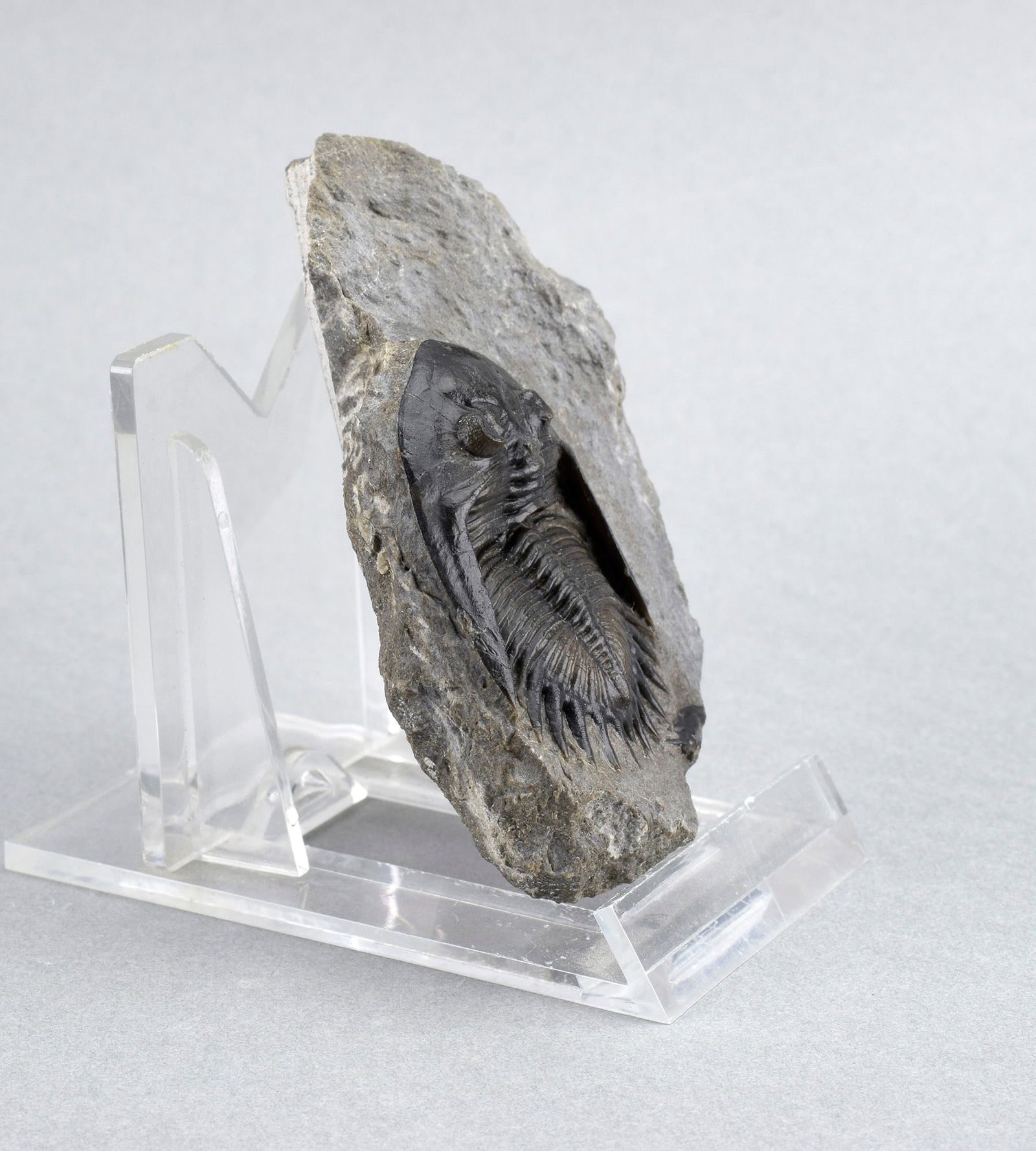 Gorgeous Mrakibina cattoi - 5