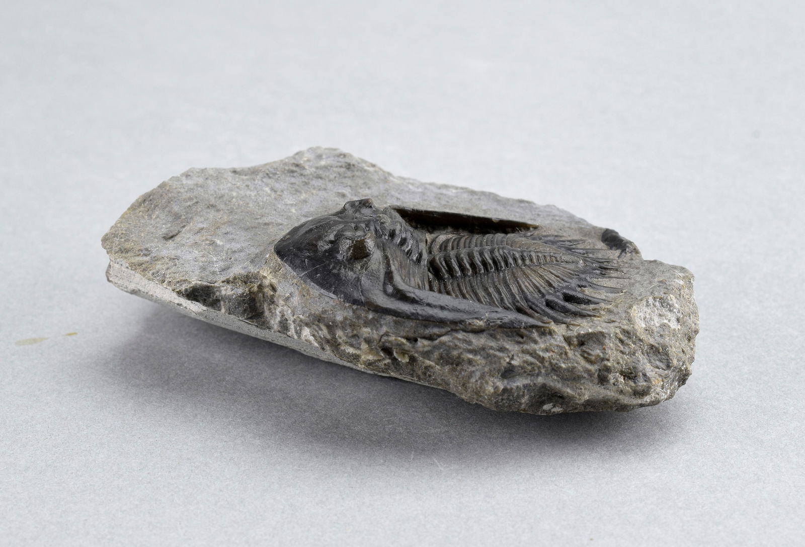 Gorgeous Mrakibina cattoi - 6