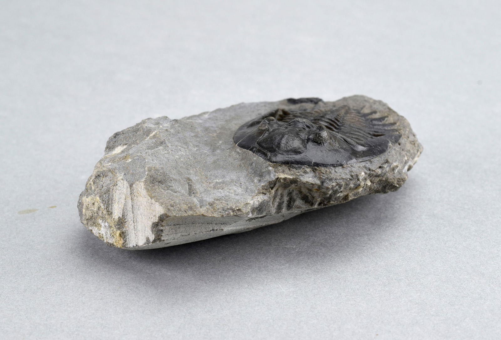 Gorgeous Mrakibina cattoi - 7