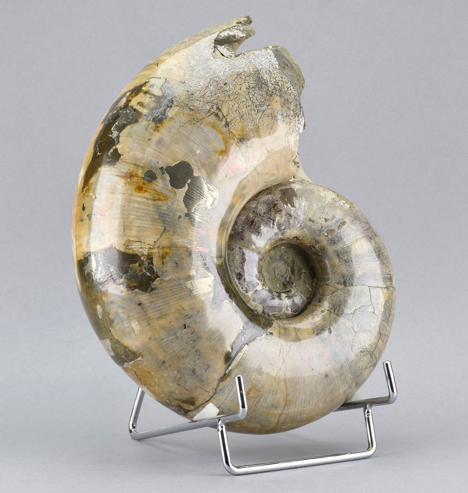 Argonauticeras besairiei ammonite with prepared septum - 2