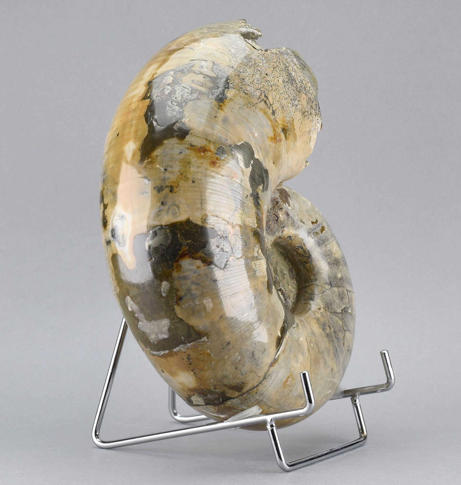 Argonauticeras besairiei ammonite with prepared septum - 3