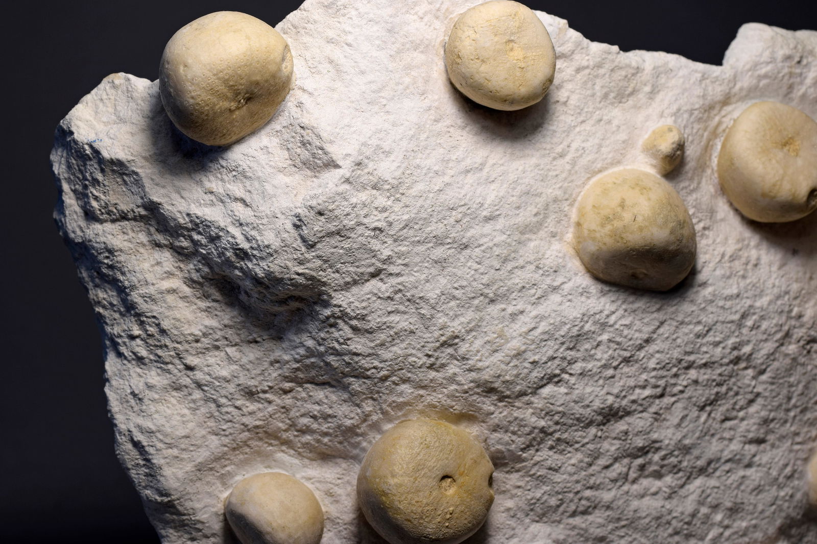 Slab with 13 Conulus subrotundus - 4