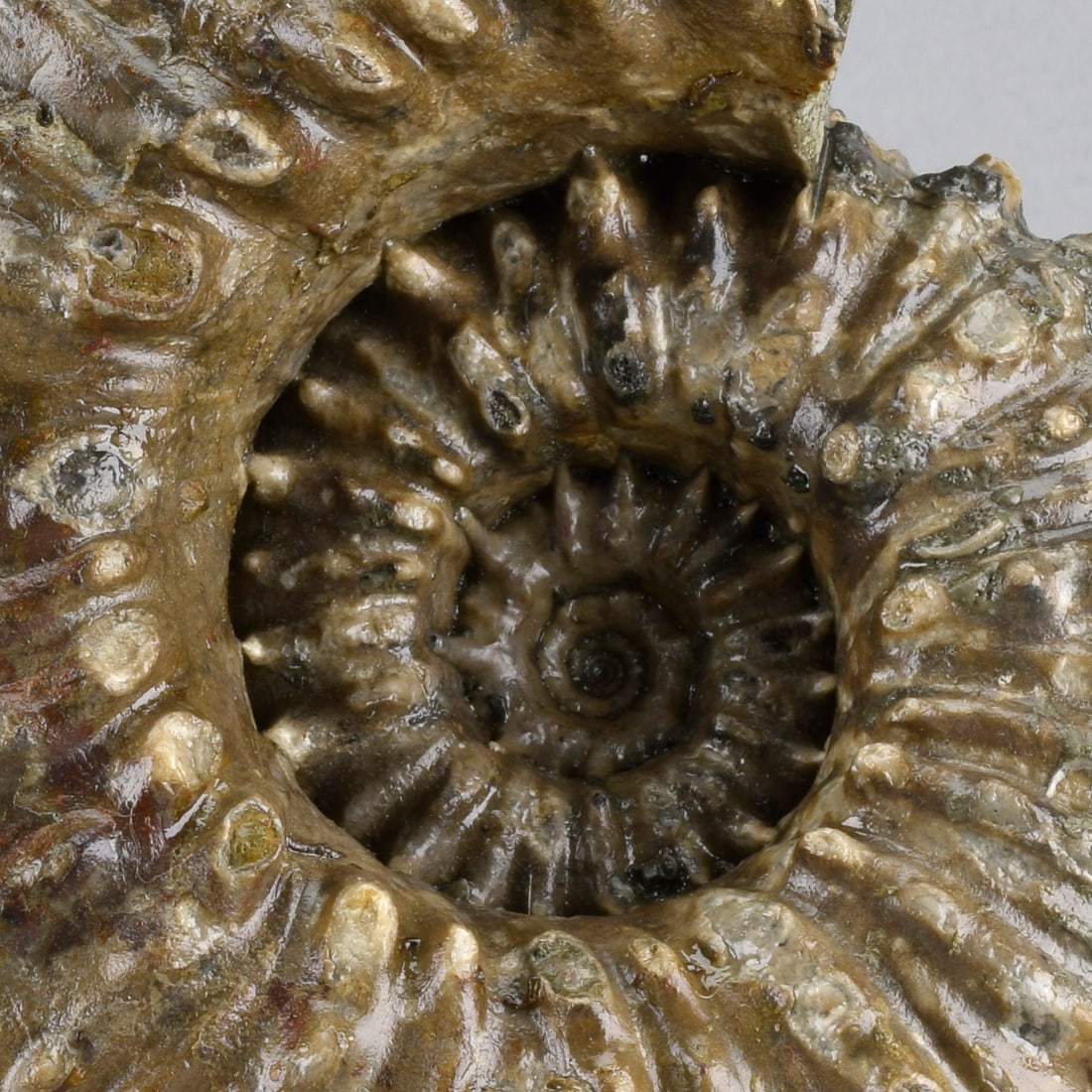Beautiful 18 cm ammonite Douvilleiceras mammillatum - 2