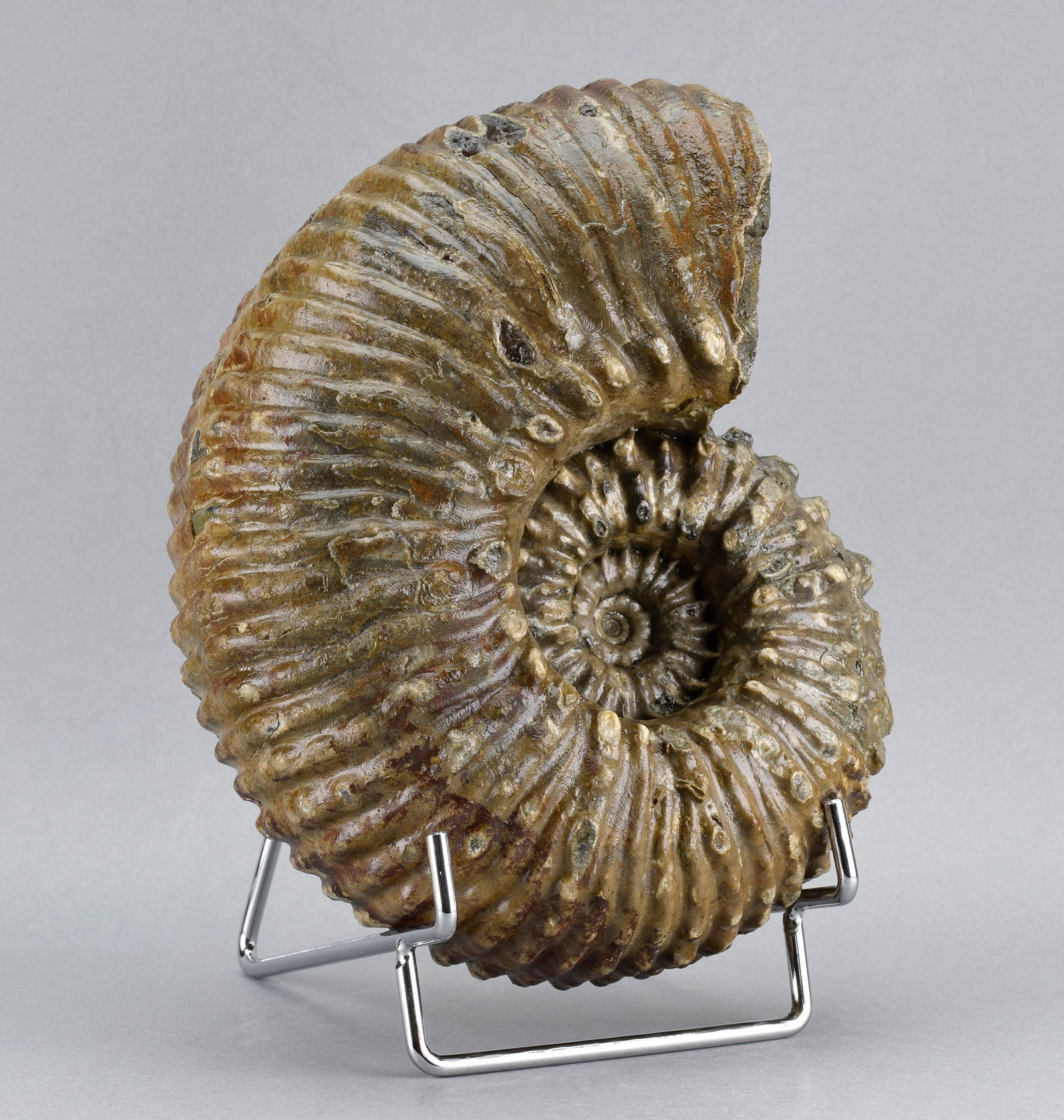Beautiful 18 cm ammonite Douvilleiceras mammillatum - 3