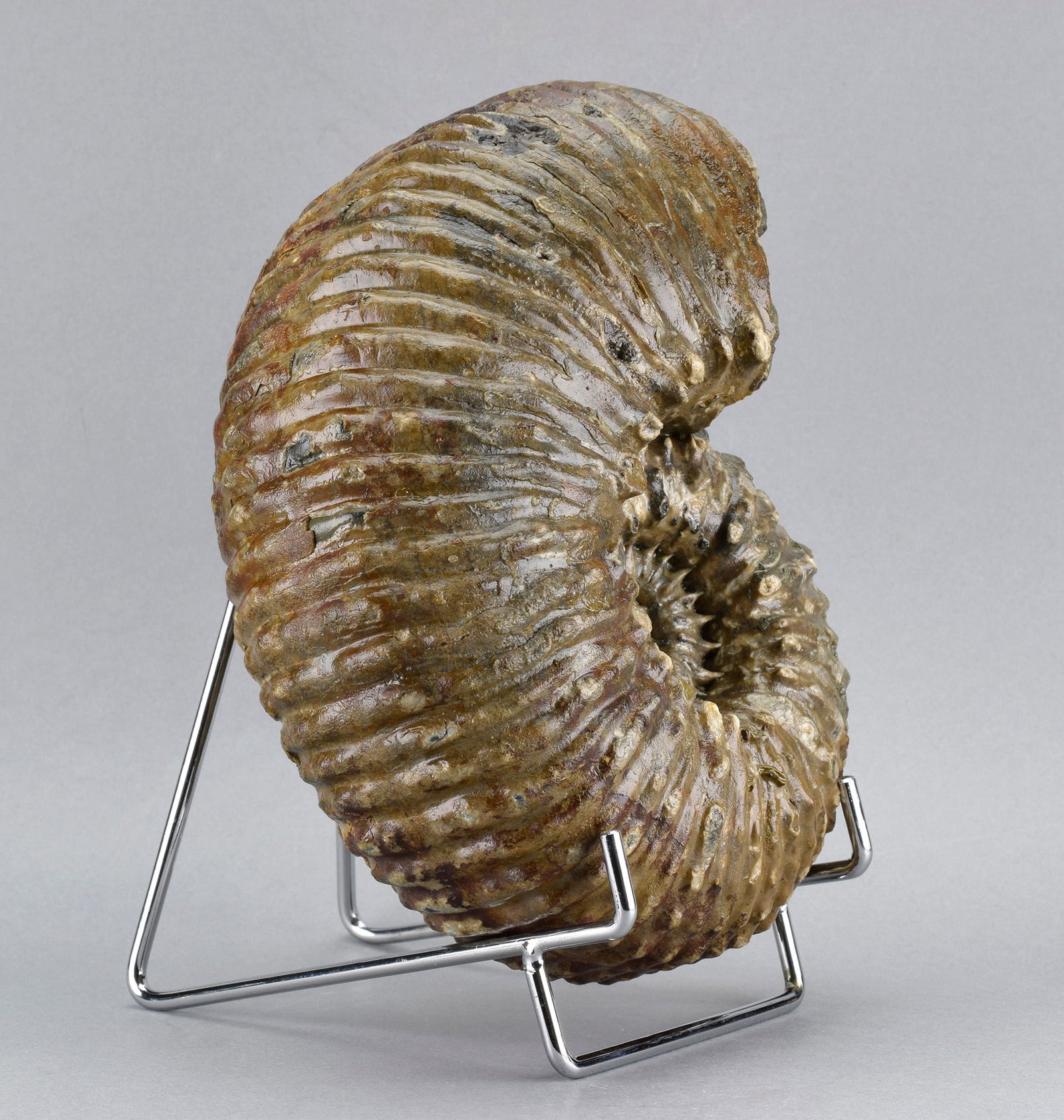 Beautiful 18 cm ammonite Douvilleiceras mammillatum - 4