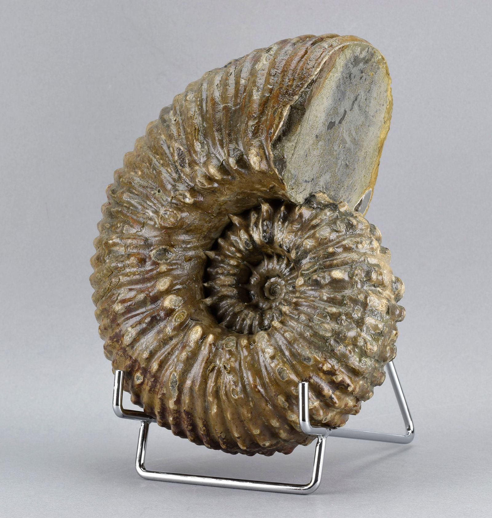 Beautiful 18 cm ammonite Douvilleiceras mammillatum - 5