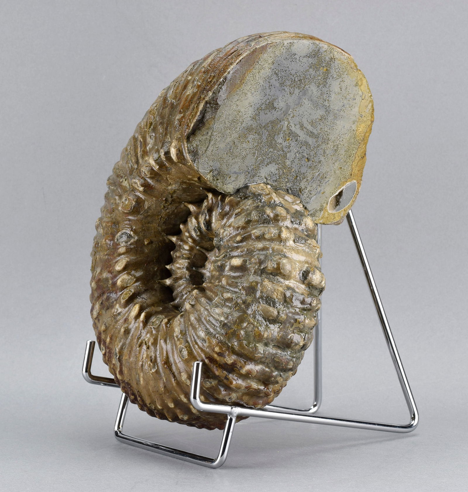 Beautiful 18 cm ammonite Douvilleiceras mammillatum - 6
