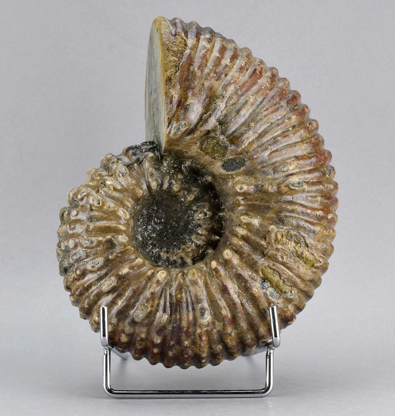 Beautiful 18 cm ammonite Douvilleiceras mammillatum - 7