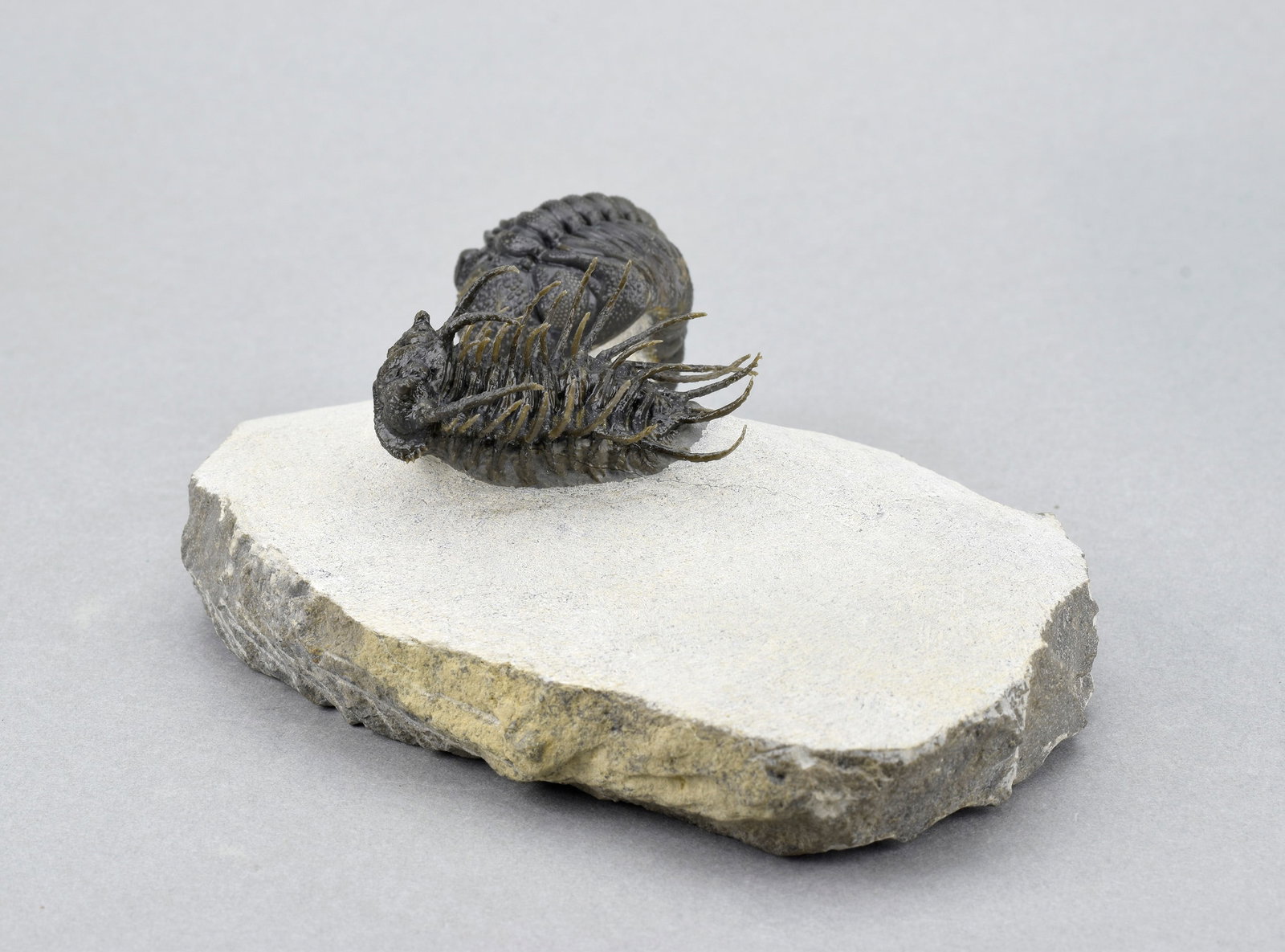 Outstanding Koneprusia and Phacops combo - 16