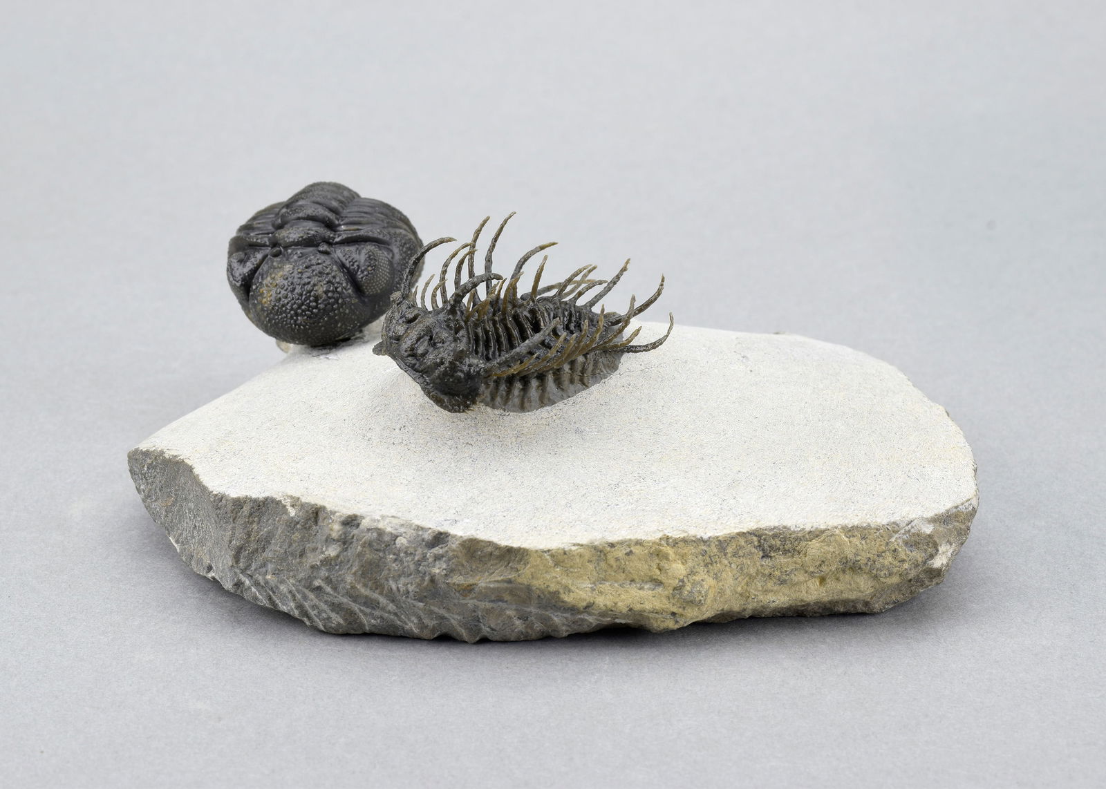 Outstanding Koneprusia and Phacops combo - 3