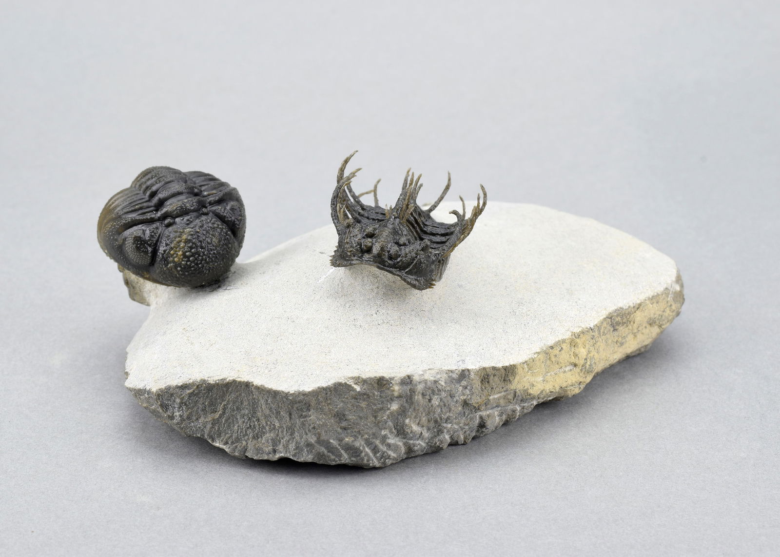 Outstanding Koneprusia and Phacops combo - 4