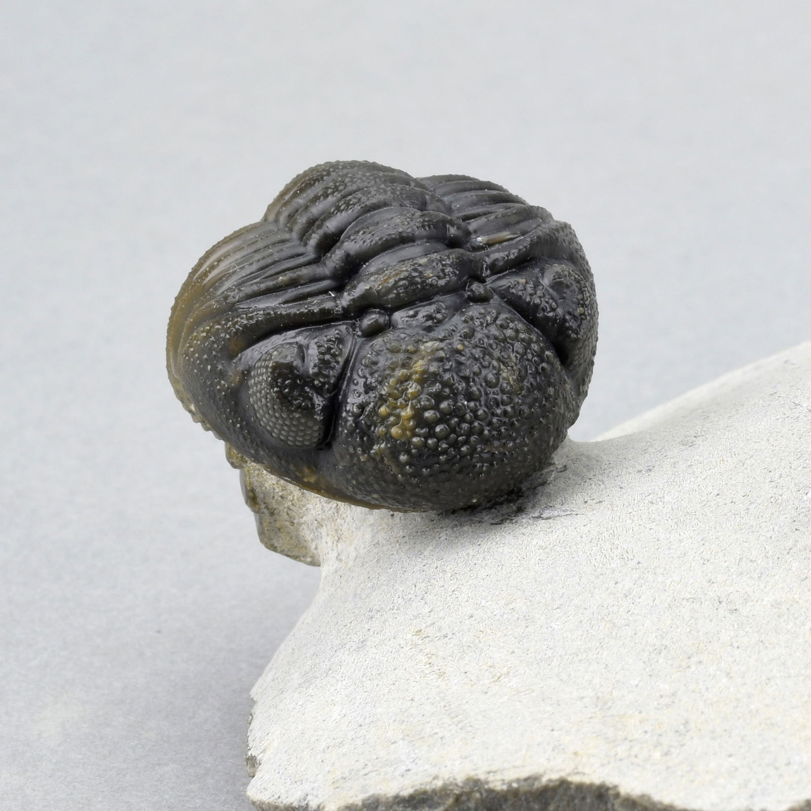 Outstanding Koneprusia and Phacops combo - 5