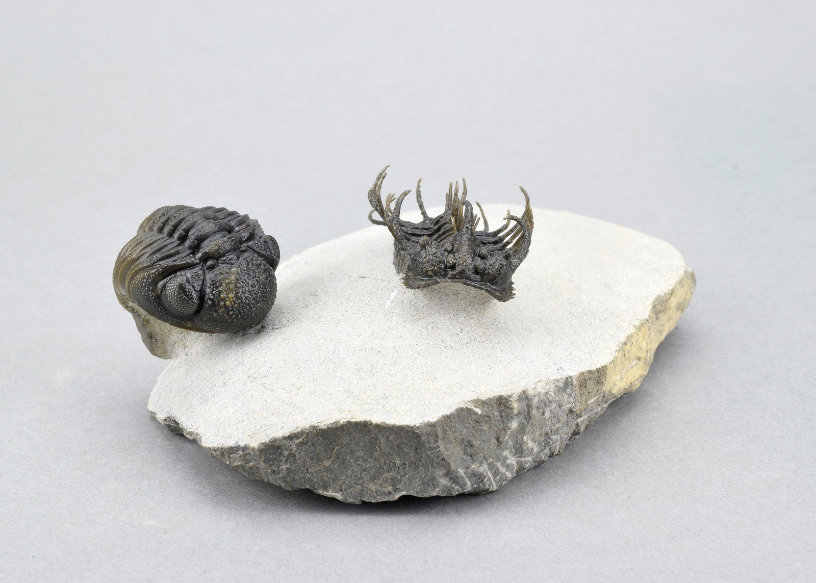 Outstanding Koneprusia and Phacops combo - 6